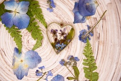 Zawieszka - flora